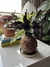 Calathea Insignis na internet