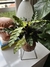 Calathea Insignis - comprar online