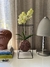 Orquídea Phalaenopsis - comprar online