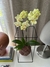 Orquídea Phalaenopsis na internet