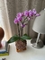 Orquídea Phalaenopsis na internet