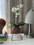Orquídea Phalaenopsis - Loja especializada em kokedamas - Kokesampa 