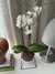 Orquídea Phalaenopsis - loja online