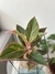 Aglaonema Creta - loja online