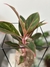 Aglaonema Creta na internet
