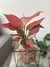 Aglaonema Cherry