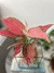 Aglaonema Cherry - comprar online