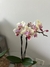 Orquídea Phalaenopsis - loja online