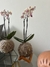 Orquídea Phalaenopsis - Loja especializada em kokedamas - Kokesampa 