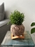 Mini Rhipsalis - Loja especializada em kokedamas - Kokesampa 