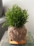 Mini Rhipsalis - loja online