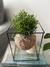 Mini Rhipsalis
