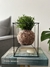 Mini Rhipsalis - comprar online