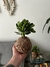 Mini Jade - Loja especializada em kokedamas - Kokesampa 