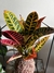 Croton petra