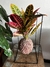 Croton petra - comprar online