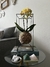 Imagem do Orquídea Phalaenopsis
