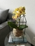 Orquídea Phalaenopsis
