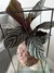 Calathea Ornata na internet