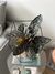Calathea Ornata - comprar online