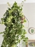 Hera variegata - comprar online