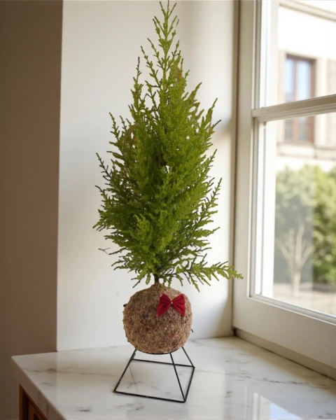 Tuia Holandesa - comprar online