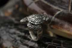 Anel Tartaruga na internet