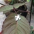 pingente-flor-de-lis
