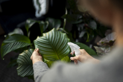 Banner de la categoría PLANTAS