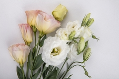 Banner de la categoría FLORES PROTAGONISTAS