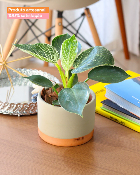 Filodendro Birkin com cachepot P - comprar online