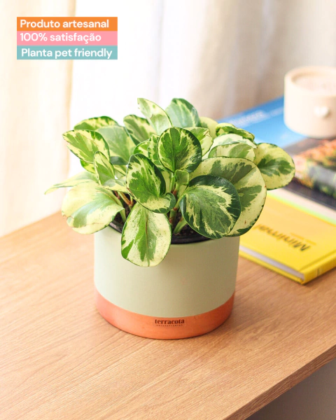 Peperômia obtusifolia com cachepot P - comprar online