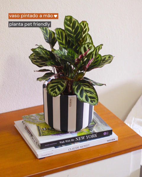 Maranta pavão com cachepot listras M feito à mão