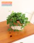 Dischidia com cachepot P - comprar online