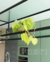 Filodendro neon com cachepot M - comprar online