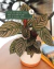 Calathea ornata com cachepot M - comprar online