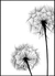Quadro Dandelion