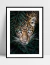 Imagem do Quadro Onça Selvagem