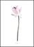 Quadro Lotus