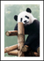 Quadro Panda