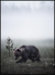 Quadro Urso Pardo