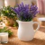 Vaso Leiteira em Cerâmica Off White com Lavanda - comprar online