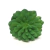 Suculenta Verde Escuro 9cm