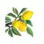 Guardanapo Lemon Musee White - 2 Unidades na internet