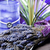 Lavanda em Flor - Alfazema Azul 25 Gramas - comprar online