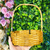 Cesta de Bambu Fraldeira Redonda 20cm