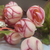 Buquê Rosa X15 Creme Outono Rosa 33cm 