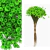 Sempre Viva Desidratada Para Decoração Verde Claro