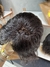 Imagem do Lace humana