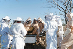 Banner de la categoría La ruta de las abejas 